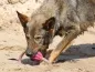 Preview: eRPaki Vollgummi Dental Rugbyball ein Griff Preview: eRPaki Vollgummi Dental Rugbyball ein Griff