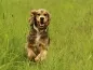Preview: eRPaki Hundehalsband Zugstop 25mm OP