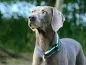Preview: eRPaki PRO Hundehalsband Zugstop 30mm - Reflektor