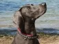 Preview: Hundehalsband Zugstopp Borte reflektierend Webband Mittelalter silber Weimaraner