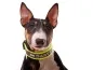 Preview: Bullterrier mit Hundehalsband Klickverschluss mit Namen Fleece Polsterung