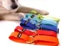 Preview: eRPaki Hundehalsband geschlossen 30mm OP