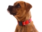 Preview: eRPaki Hundehalsband Klick 30mm OP