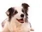 Preview: Fotoshooting Hund WHITE SENSATION