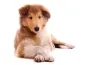 Preview: Fotoshooting Hund WHITE SENSATION