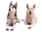 Preview: Fotoshooting Hund WHITE SENSATION