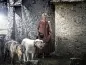 Preview: Fotoshooting Hund ON LOCATION