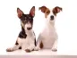 Preview: Fotoshooting Hund WHITE SENSATION