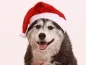 Preview: Fotoshooting Hund X-MAS