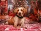 Preview: Fotoshooting Hund X-MAS