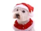 Preview: Fotoshooting Hund X-MAS