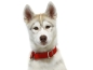 Preview: eRPaki Hundehalsband Zugstop 25mm OP