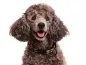Preview: Langhaar Hundehalsband 20 mm mit Borte am Pudel