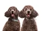 Preview: eRPaki Borte Halsband Zugstop 20mm OP am Hund