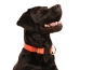Preview: Hund Labrador mit eRPaki Hundehalsband Langhaar 3cm breit in Farbe orange