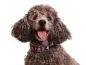 Preview: Pudel mit Hundehalsband mit Klickverschluss und Borte