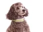 Preview: Pudel mit Hundehalsband Klickverschluss mit Namen Fleece Polsterung