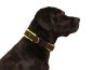 Preview: Hund Labrador mit eRPaki Hundehalsband mit Klickverschluss braun breit gepolstert mit weichem neon Fleece