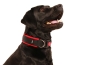 Preview: Hund Labrador mit eRPaki Hundehalsband schwarz extra breit mit Sicherheitsverschluss gepolstert mit weichem Fleece rot