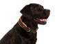 Preview: Hund Labrador mit eRPaki Hundehalsband breit braun mit Reflektorband und Klickverschluss gepolstert mit weichem Fleece beige