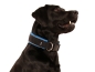 Preview: Hund Labrador mit eRPaki Hundehalsband extra breit mit Klickverschluss und Reflektorband gepolstert mit weichem Fleece