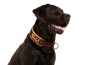 Preview: Hund Labrador mit eRPaki Hundehalsband Zugstopp und Namen extra breit und gepolstert mit Fleece beige
