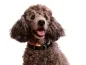 Preview: Hund Pudel Kleinpudel mit Halsband mit Klickverschluss schwarz orange