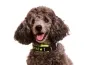 Preview: Hund Pudel Kleinpudel mit Namenshalsband Klickverschluss und Reflektorband