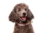 Preview: Hundehalsband Zugstopp mit Namen reflektierend Pudel