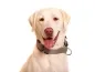 Preview: eRPaki PRO Hundehalsband Zugstop 30mm