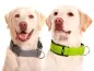 Preview: Hundehalsband breit Labrador Retriever