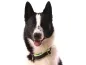 Preview: eRPaki Hundehalsband Zugstop 30mm MP