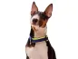 Preview: eRPaki PRO Hundehalsband Zugstop 20mm
