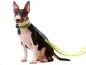Preview: Hundeleine verstellbar Doppelleine Softshell Bullterrier