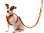 Preview: Hundeleine verstellbar Doppelleine Softshell Jack Russel Terrier
