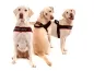 Preview: Hundegeschirr mit Namen Labrador Norweger schwarz rot