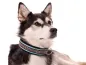 Preview: Hund Husky mit Hundehalsband mit Borte Ethno Muster türkis schwarz