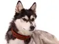 Preview: Hund Husky mit Borte verziert Hundehalsband rot Ethno