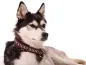Preview: Hundehalsband Zugstopp Borte Webband Husky Schlittenhund