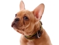 Preview: eRPaki PRO Hundehalsband Langhaar 15mm