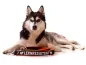 Preview: Hundeleine Softshell verstellbar personalisiert Husky