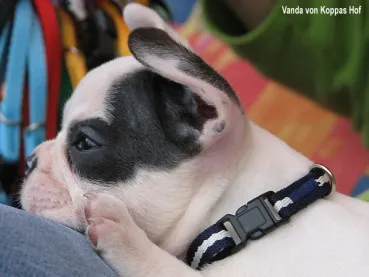 eRPaki BASIC Hundehalsband Klick 10mm