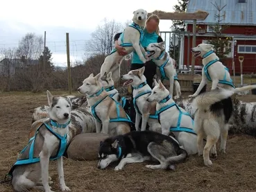 X-Back Zuggeschirr Husky X-Back Zuggeschirr Husky
