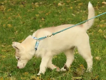 eRPaki Borte Halsband Zugstop 20mm OP am Husky