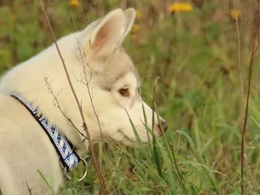 eRPaki Borte Halsband Zugstop 25mm OP am Hund