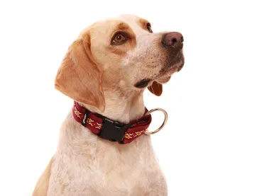 Langhaar Hundehalsband 30 mm mit Borte an einem Labrador