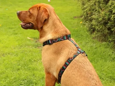 Hundegeschirr Führgeschirr Labrador