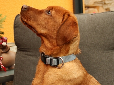 eRPaki Hundehalsband Langhaar 25mm OP