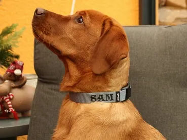 Namenshalsband Langhaar 25mm am Retriever