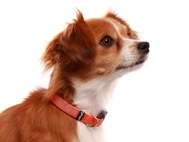 eRPaki BASIC Namenshalsband Klick 15mm